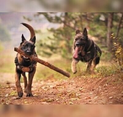 Canine Guardians of the Games: India’s CAPF Squad Secures Paris 2024 🐶🇫🇷